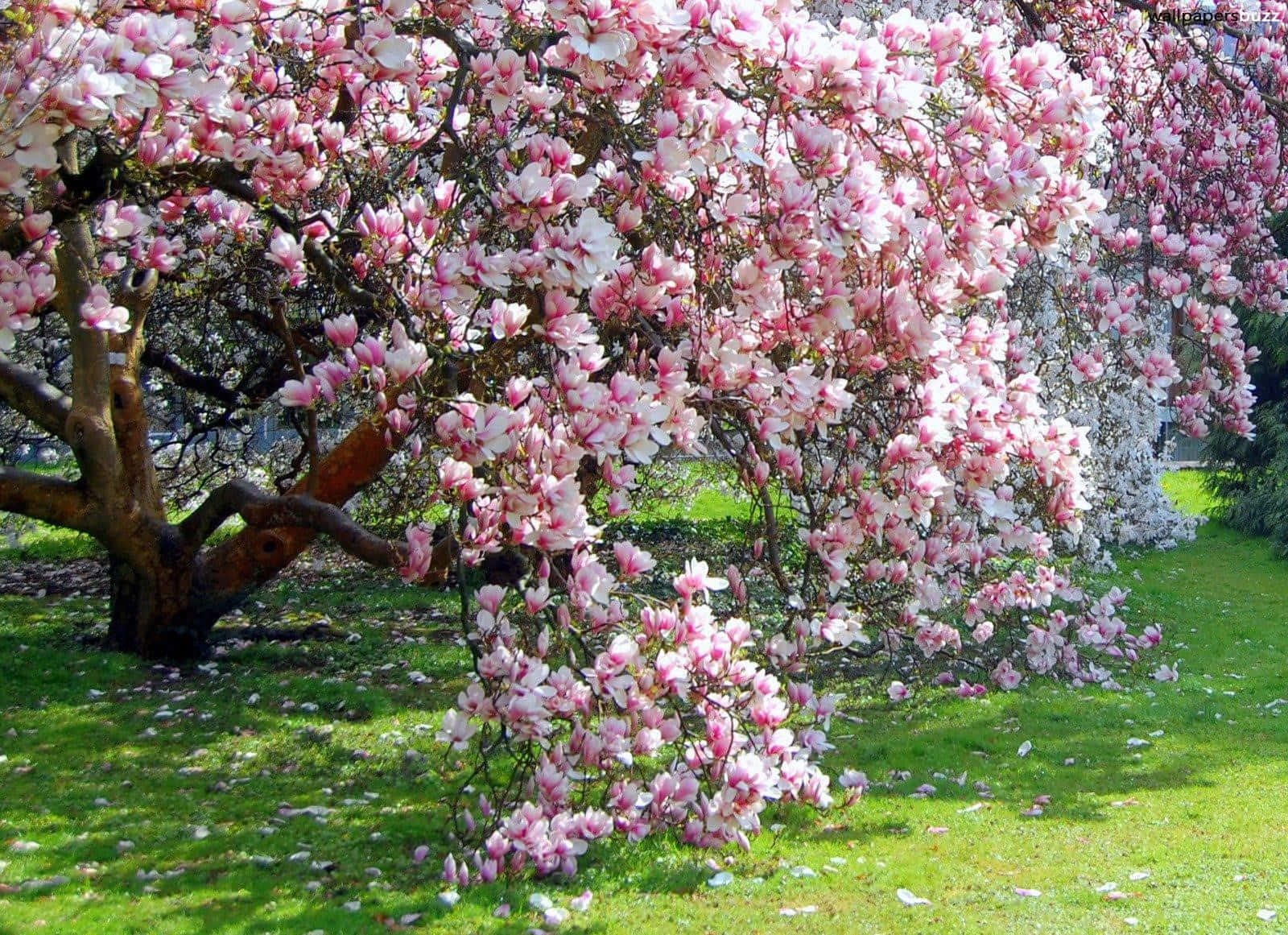 Beautiful Spring Scenery of Blooming Trees Wallpaper