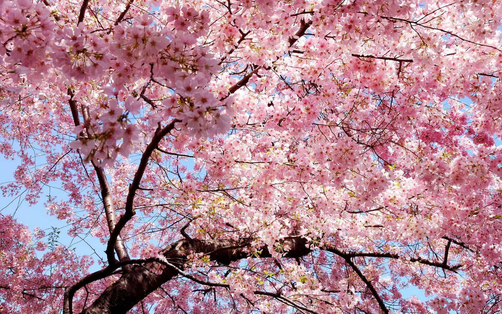 Caption: Enchanting Blooming Trees Unveil the Beauty of Spring Wallpaper