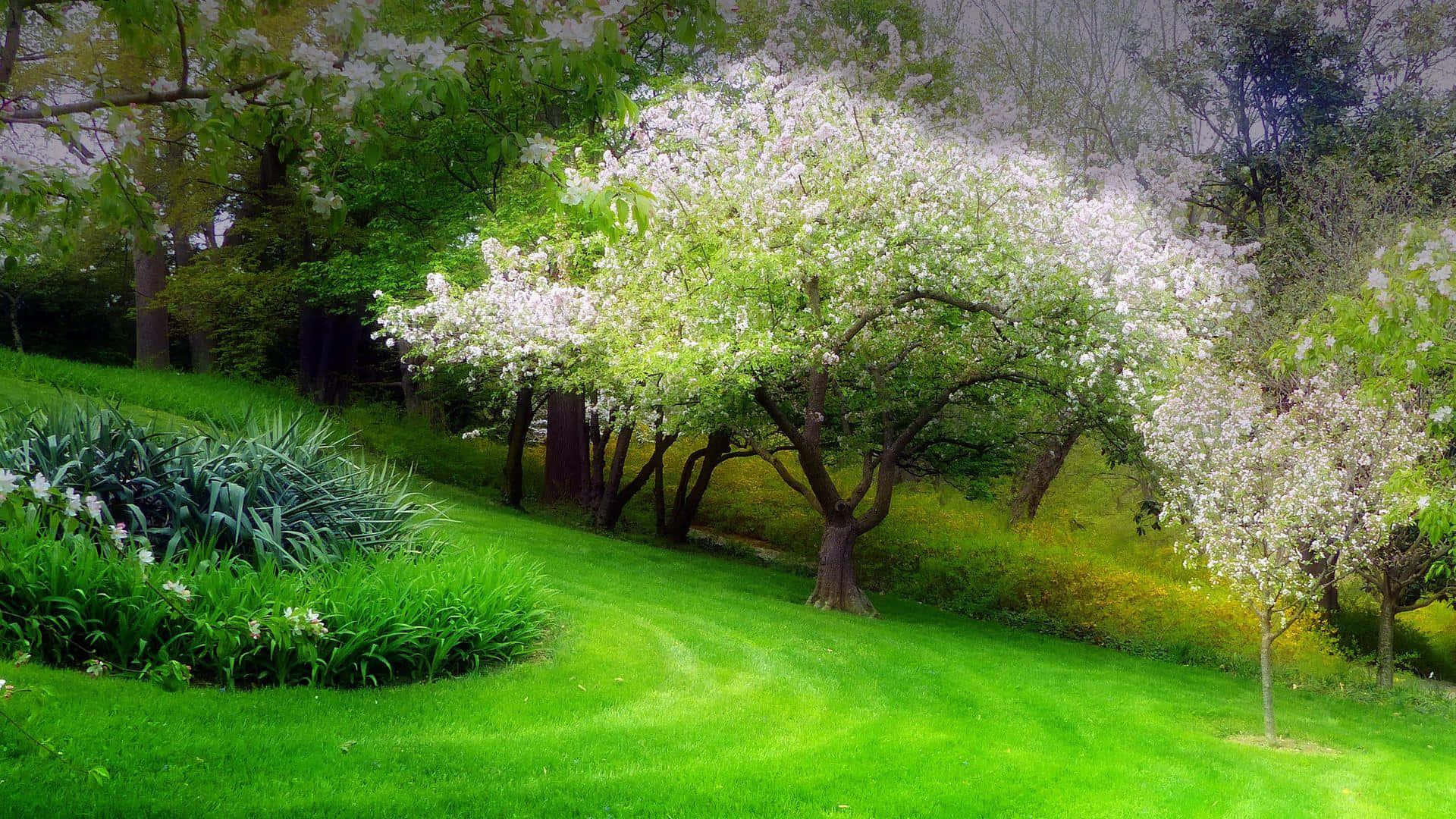 Caption: Beautiful Blooming Trees in Spring Season Wallpaper