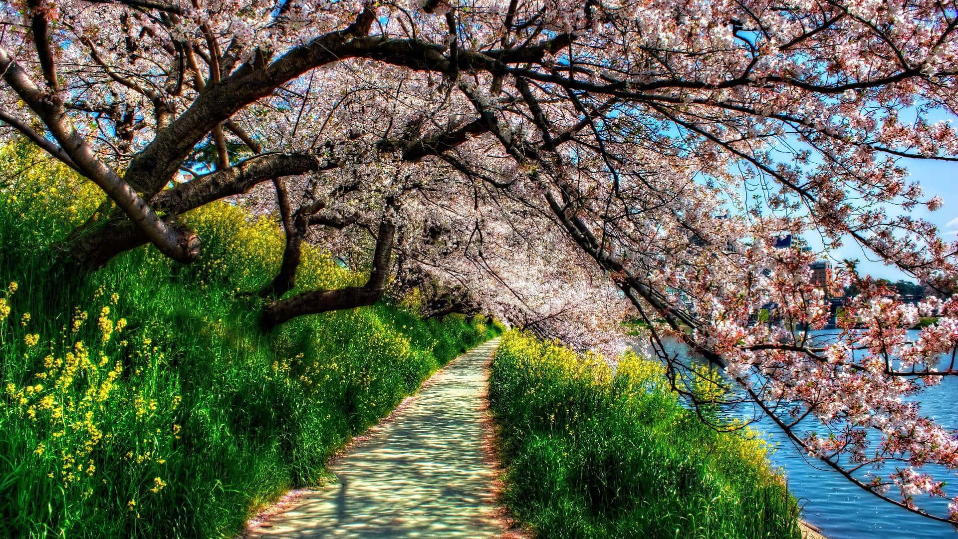 Beautiful Blooming Trees in Spring Wallpaper