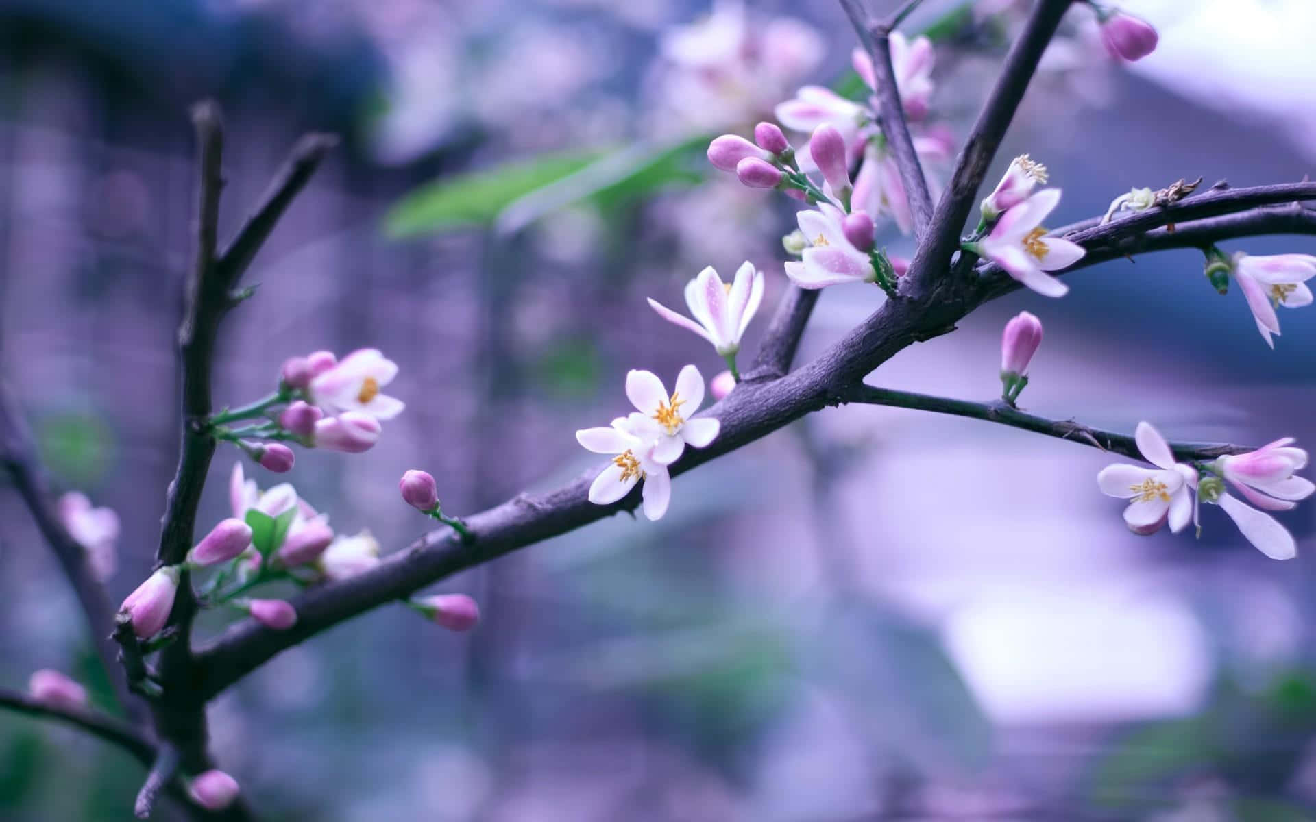 Tranquil Blooming Trees in Spring Wallpaper
