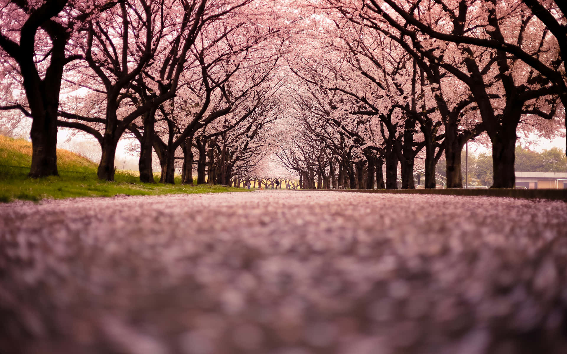 Captivating Blooming Trees during Springtime Wallpaper