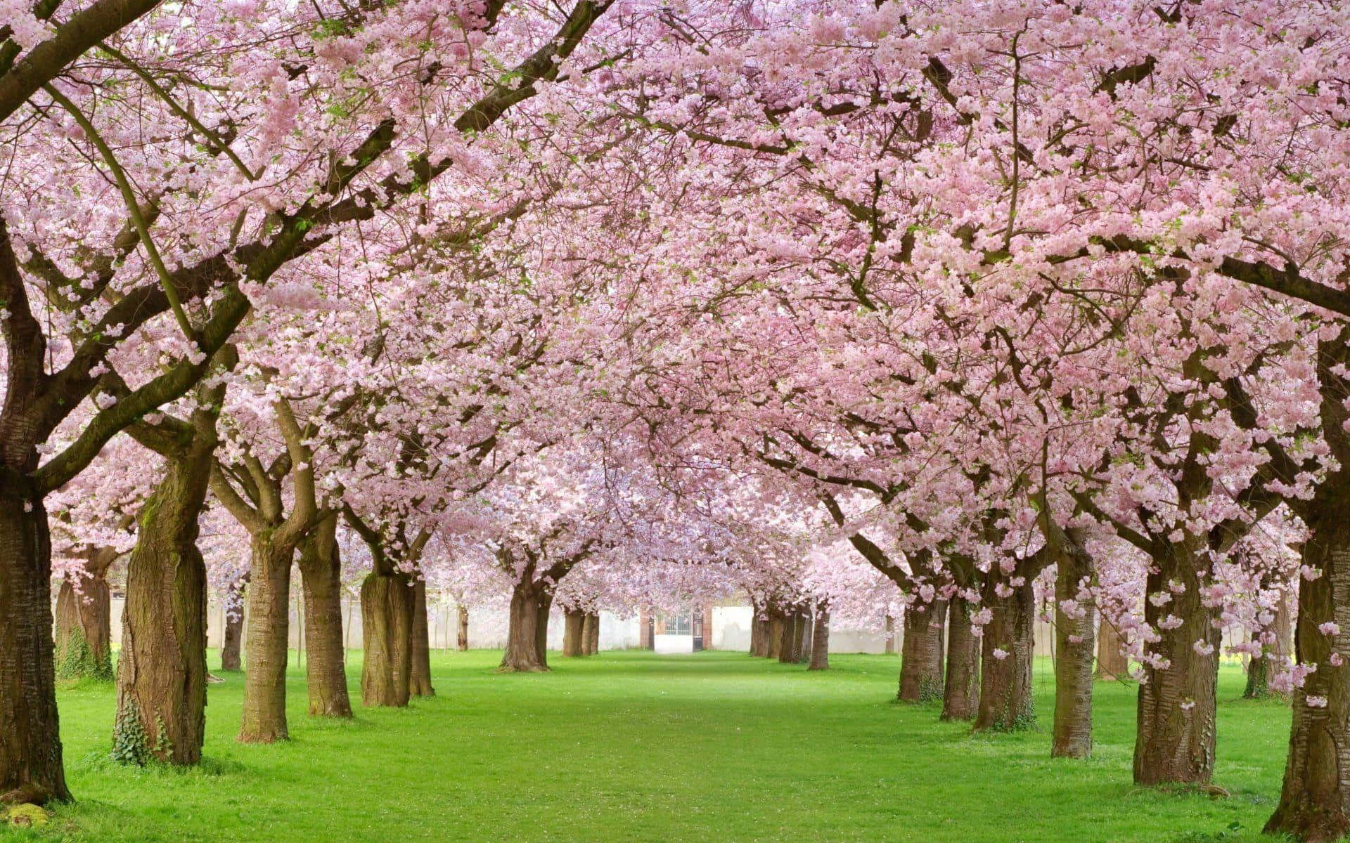 Beautiful blooming trees in spring Wallpaper