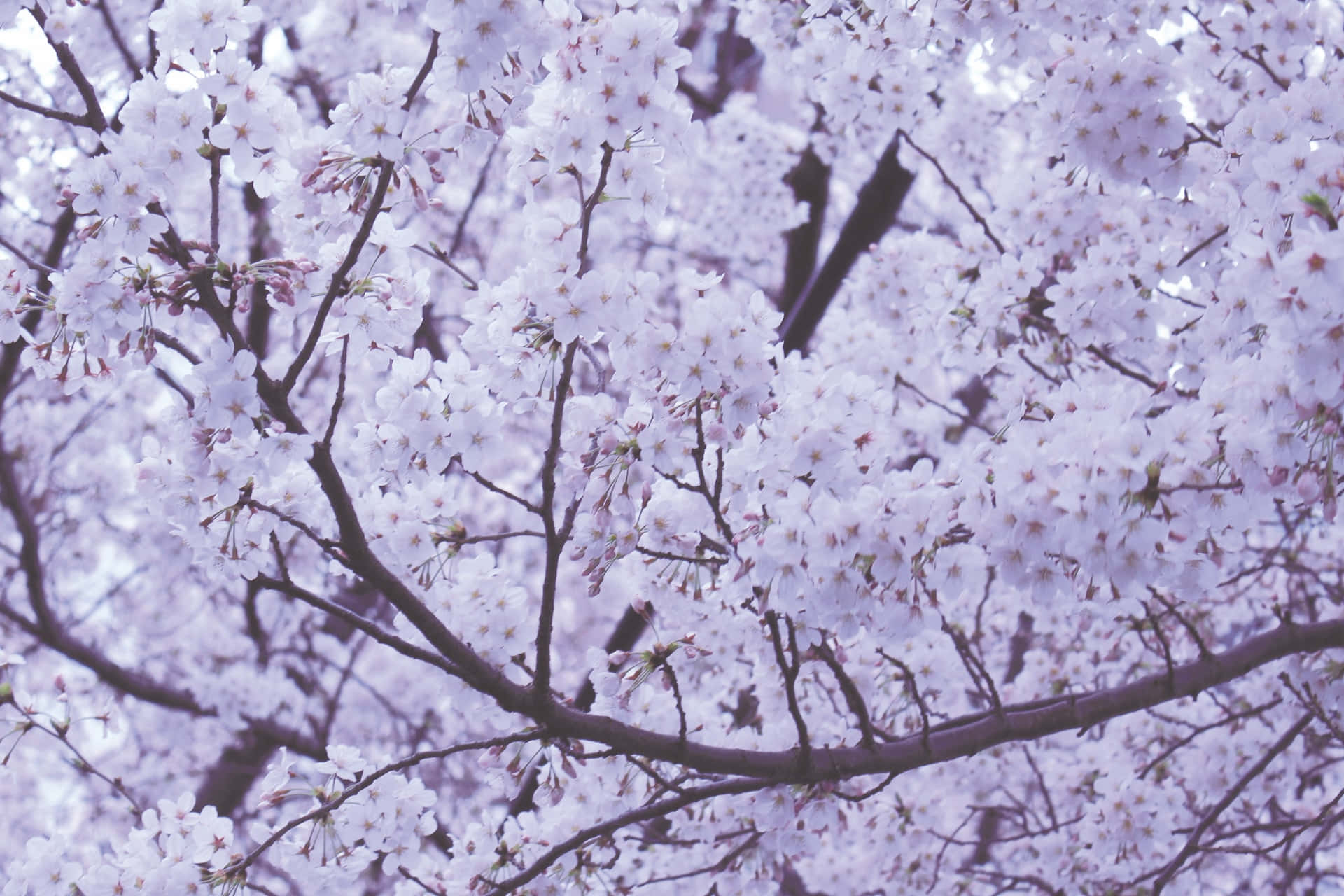 Beautiful Blooming Trees in Springtime Wallpaper