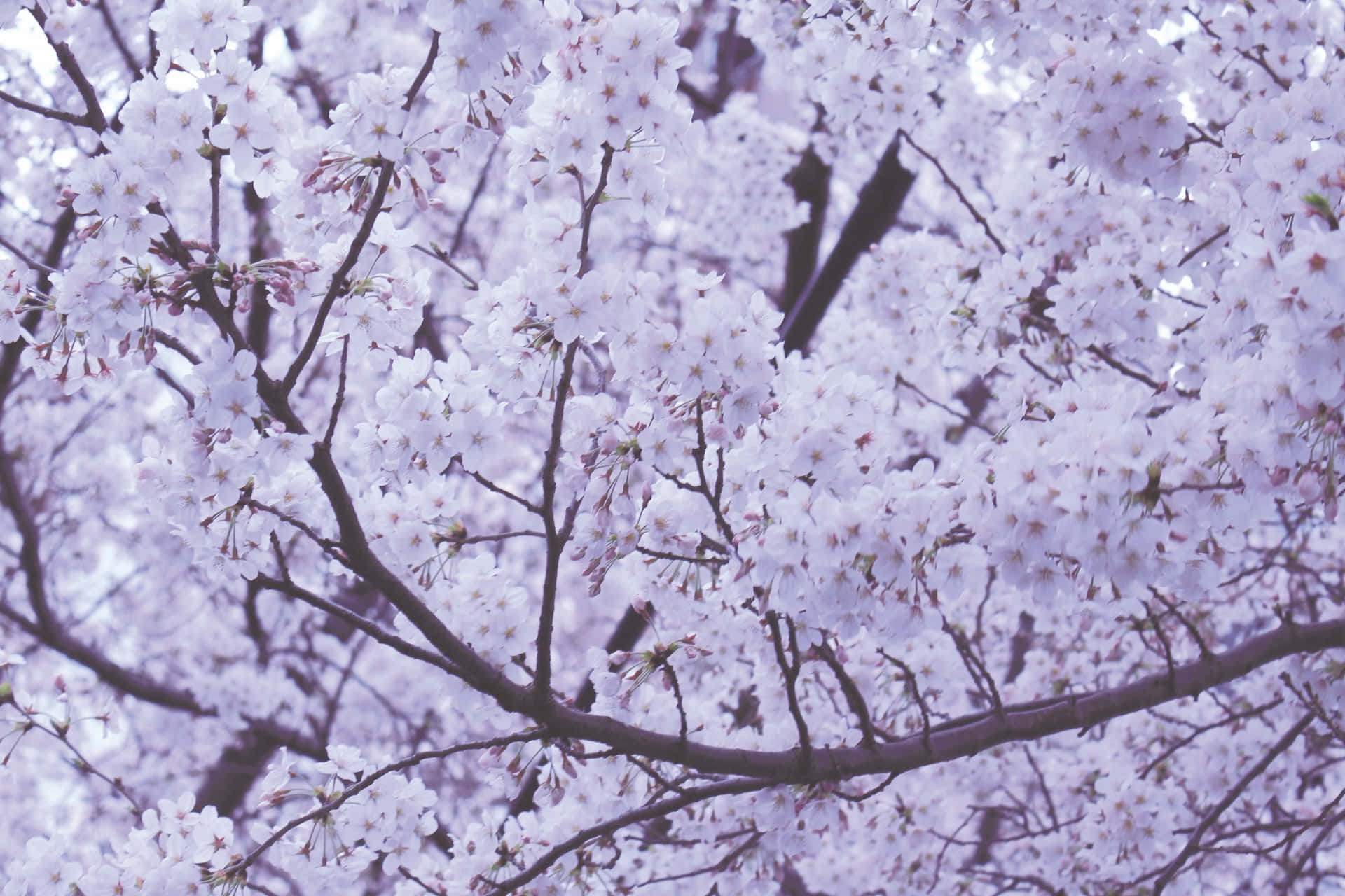 Beaux Arbres En Fleurs Au Printemps Fond d'écran