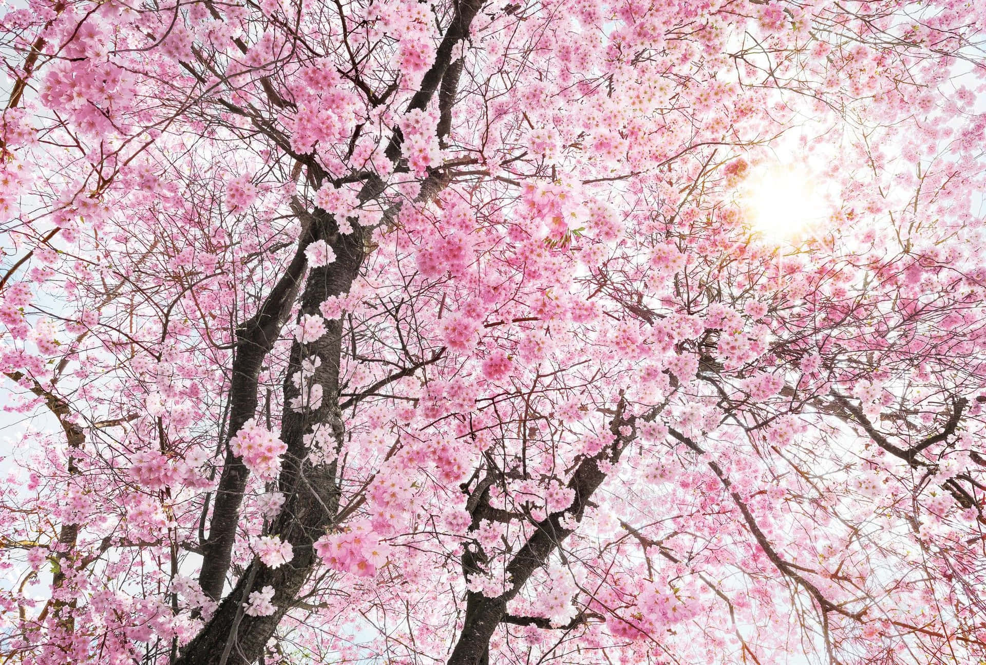 Beautiful Blooming Trees in Spring Wallpaper