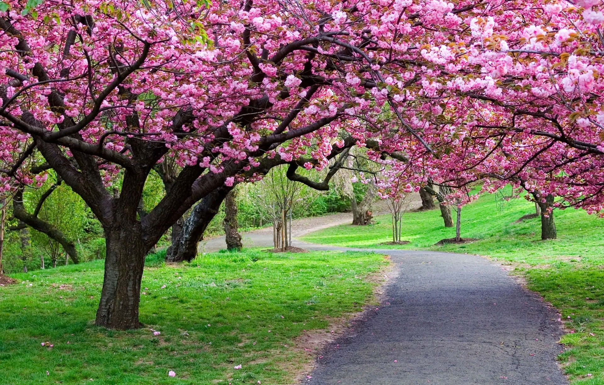 Download Beautiful Blooming Trees in Spring Wallpaper | Wallpapers.com