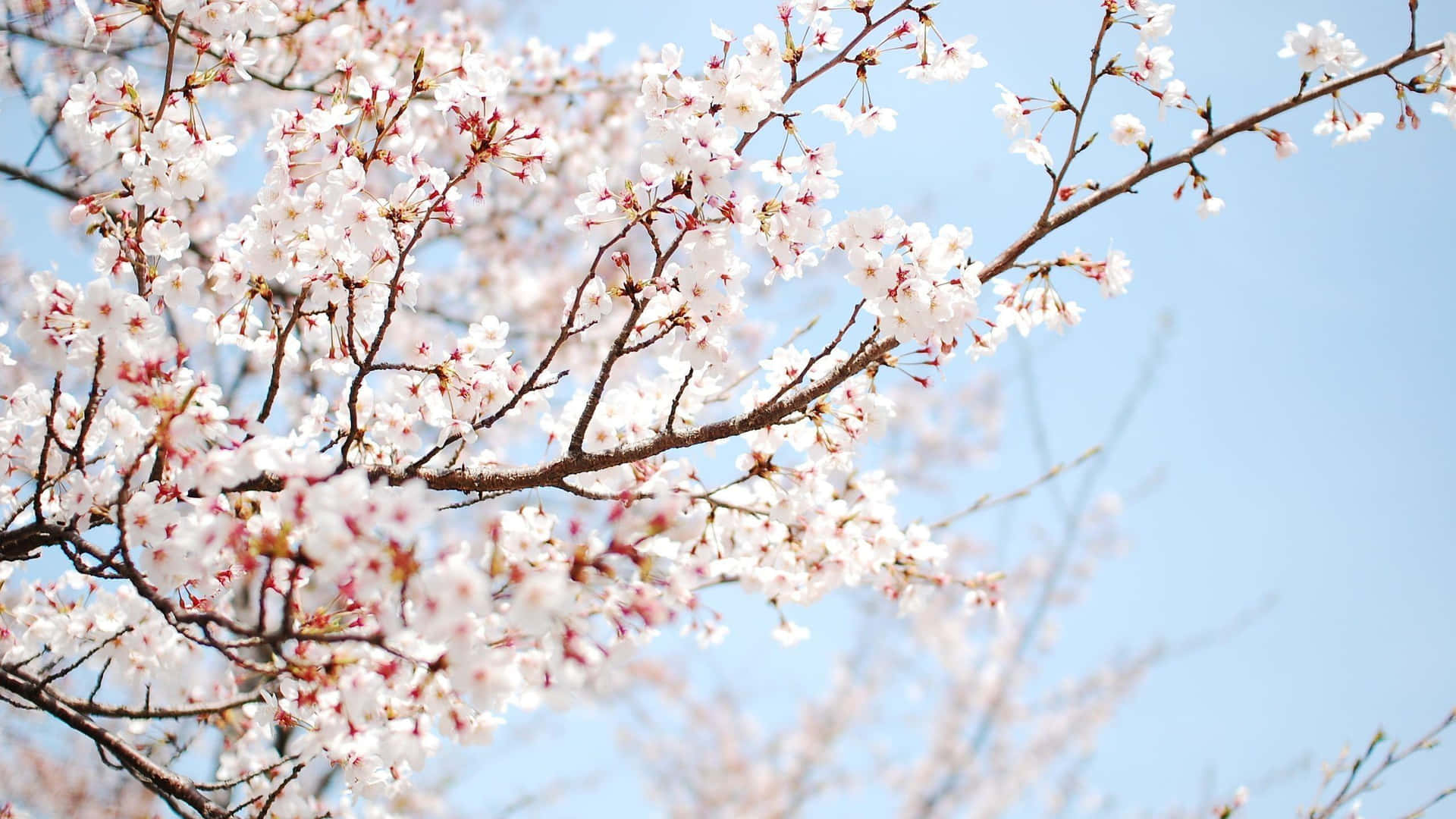 Beautiful blooming trees on a sunny day with vibrant pink blossoms Wallpaper