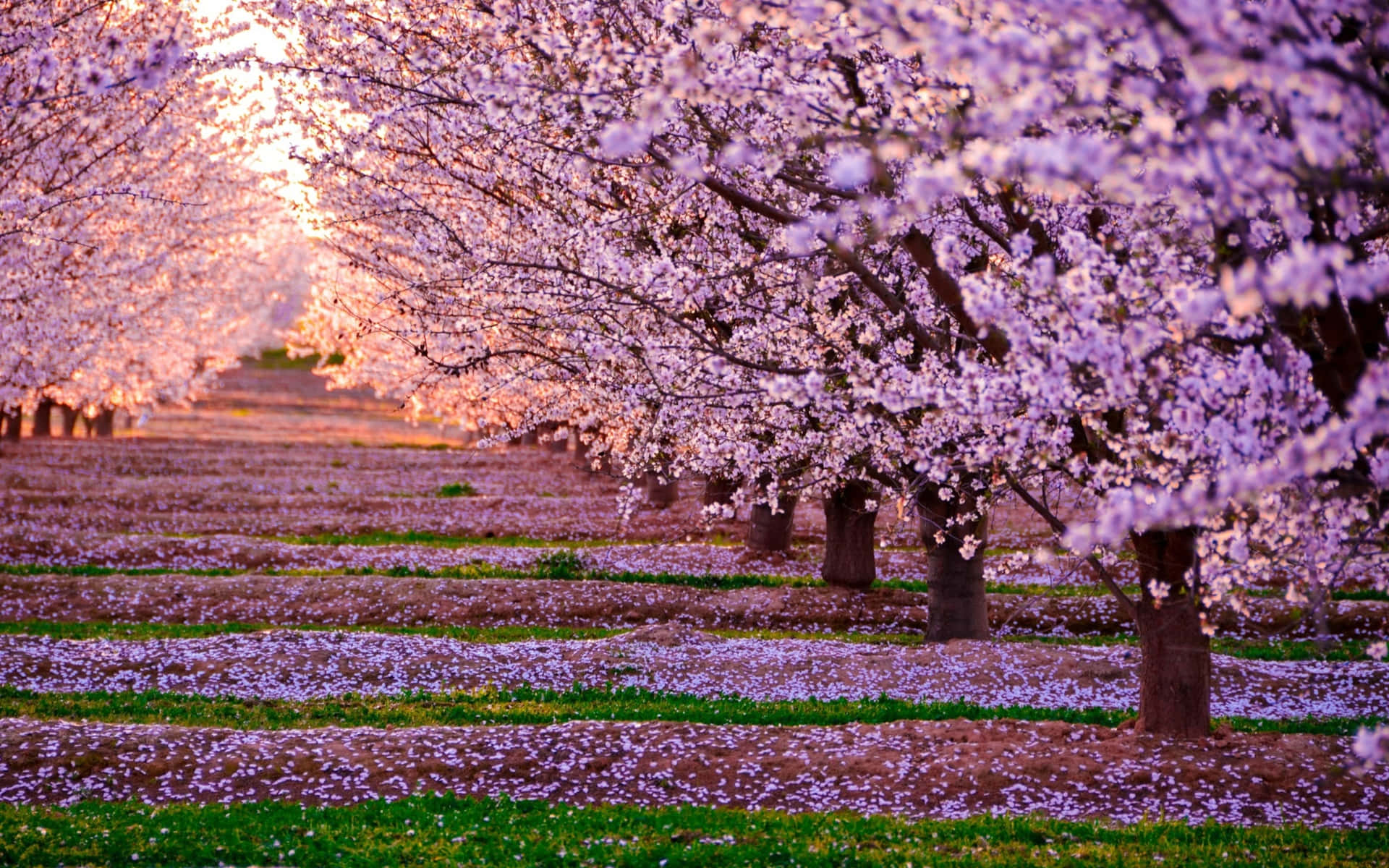 Beautiful Blooming Trees in a Park Wallpaper