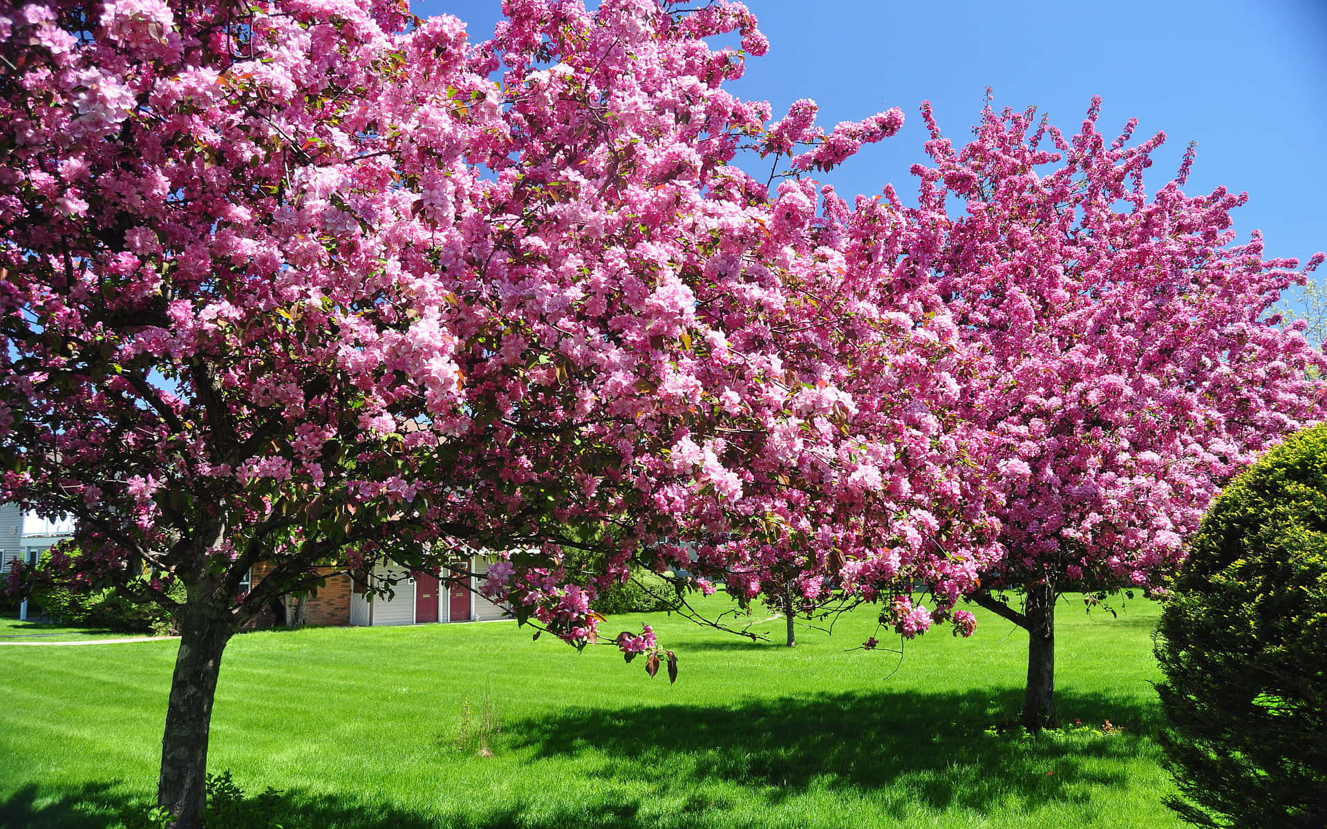 Captivating Blooming Trees in Spring Wallpaper