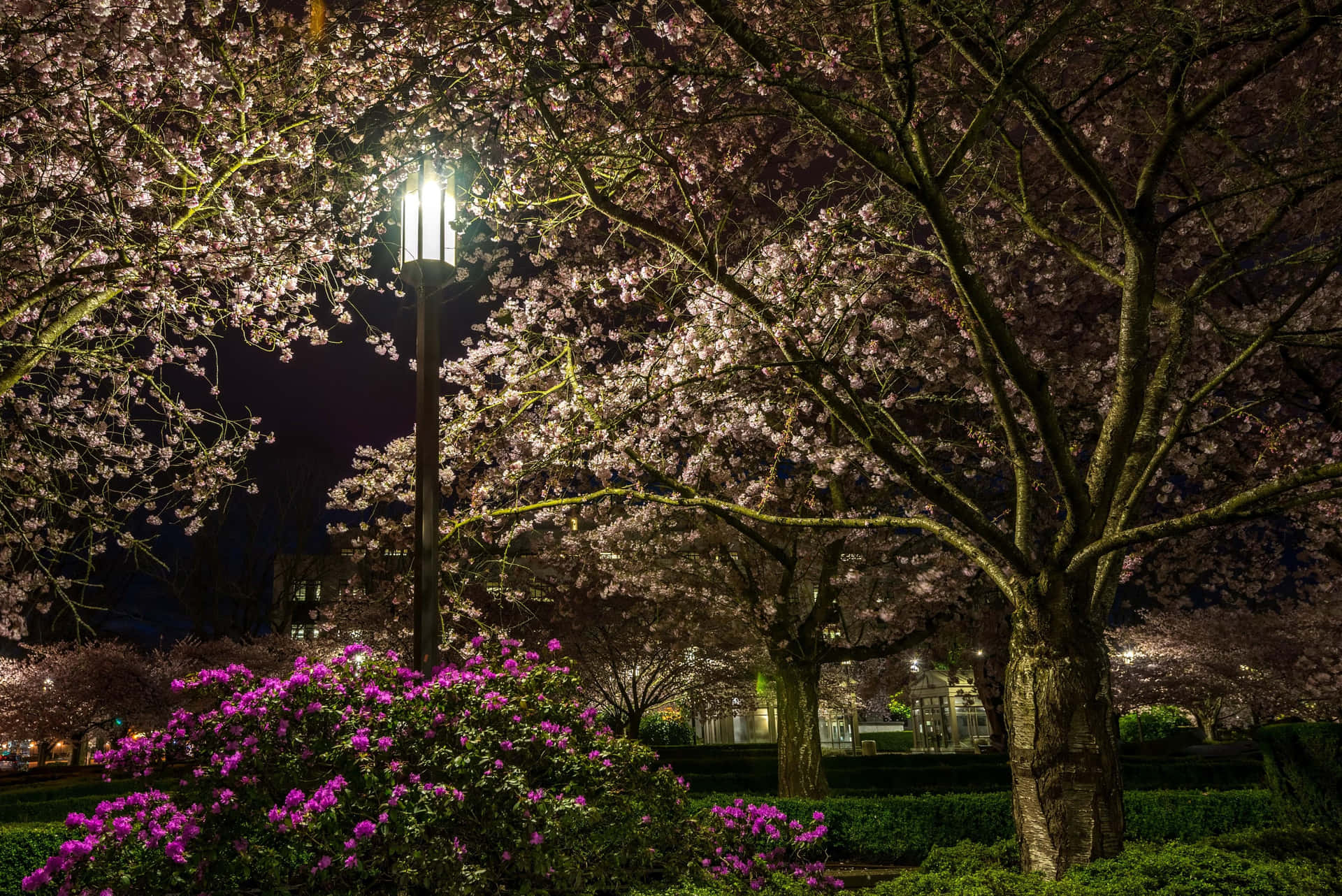 Beautiful blooming trees in spring Wallpaper