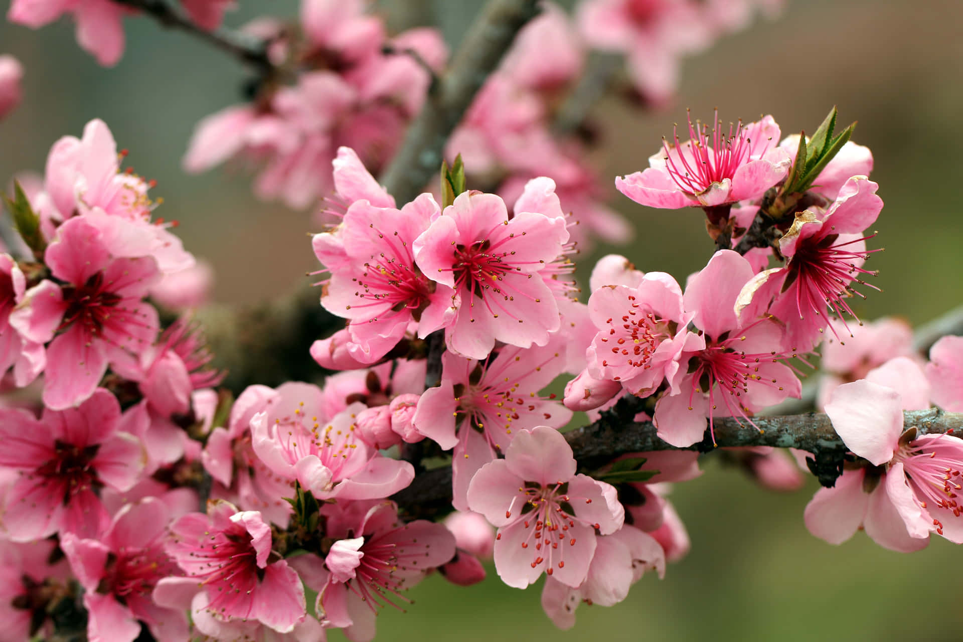 Download Beautiful Spring Trees in Full Bloom Wallpaper | Wallpapers.com
