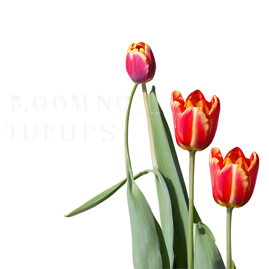 Blooming Tulips Spring Png Lbr47 PNG