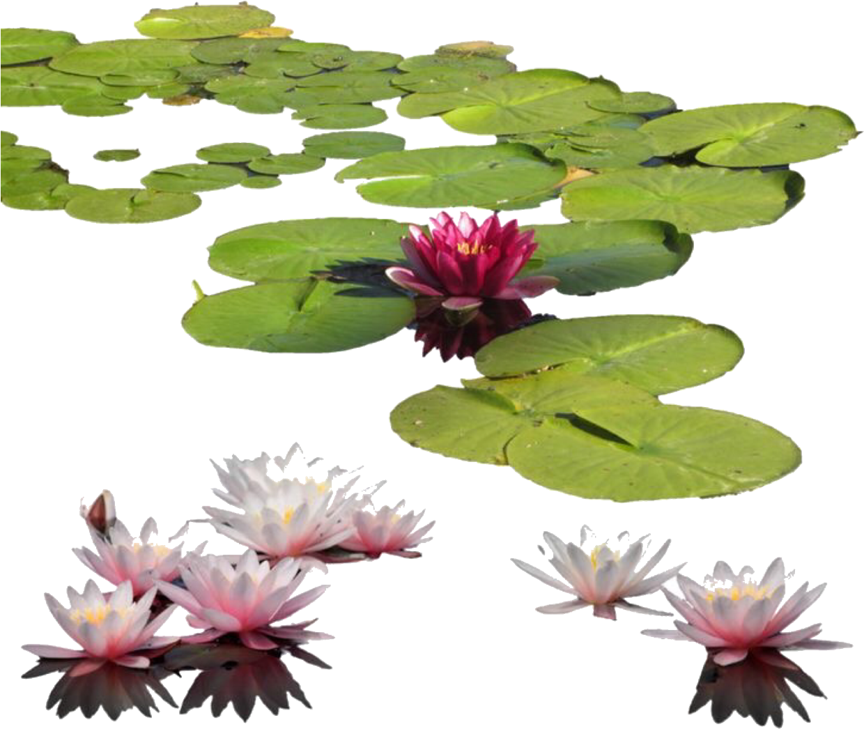 Blooming Water Lilies PNG