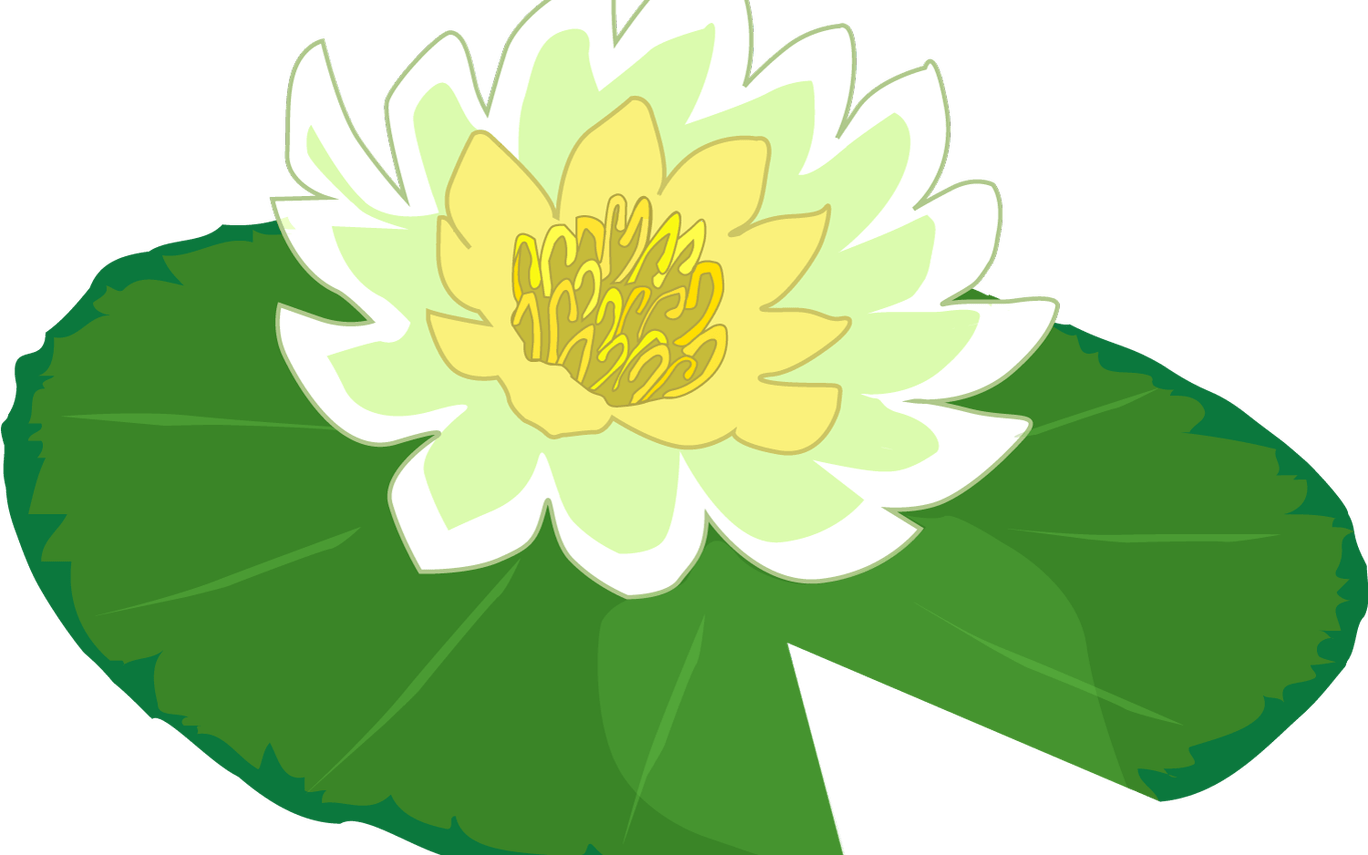 Blooming Water Lily Illustration PNG