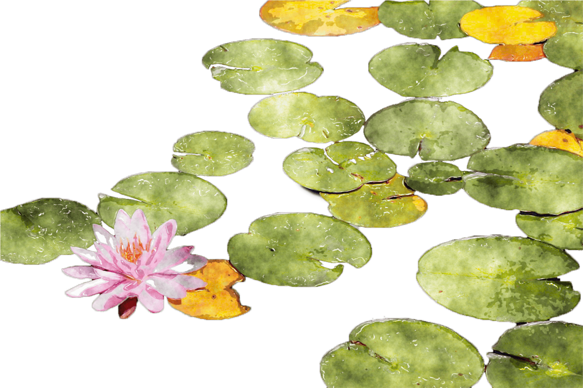 Blooming Water Lily Pond PNG
