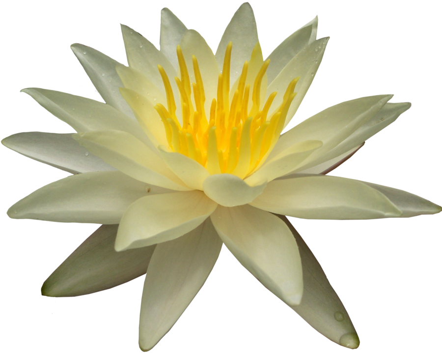 Blooming Water Lily Transparent Background PNG
