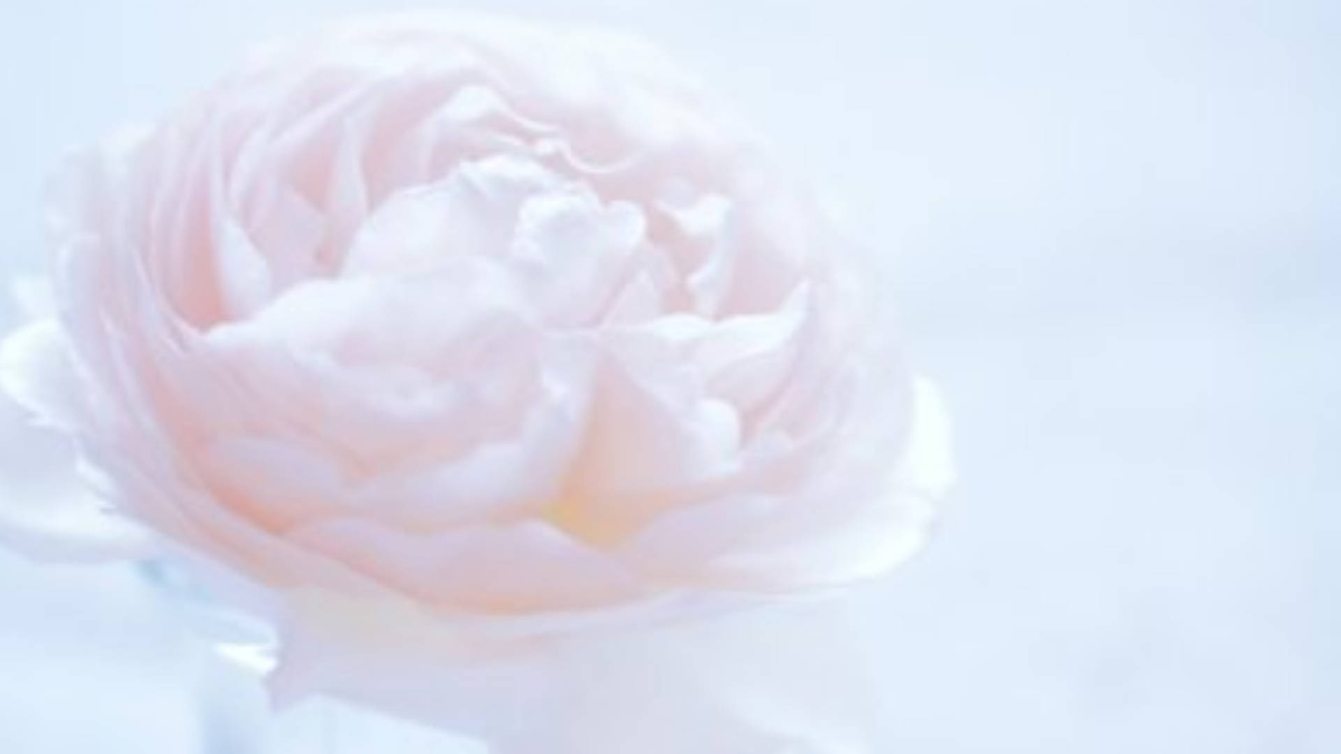 Blooming White Camellia Sasanqua Wallpaper