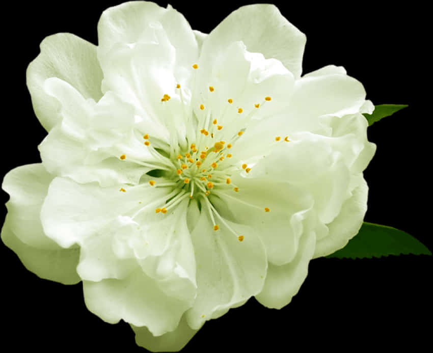 Blooming White Flower Black Background.jpg PNG
