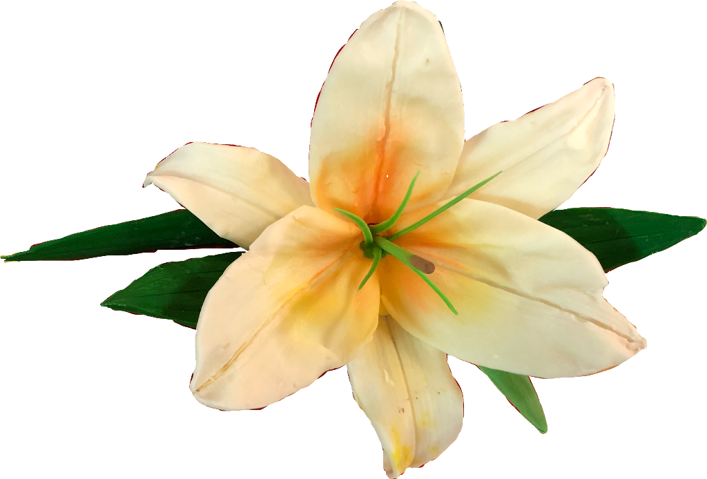 Blooming White Lily Flower PNG