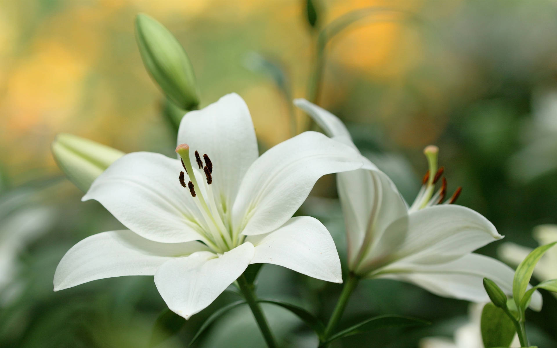 Blooming White Lily Flowers Wallpaper