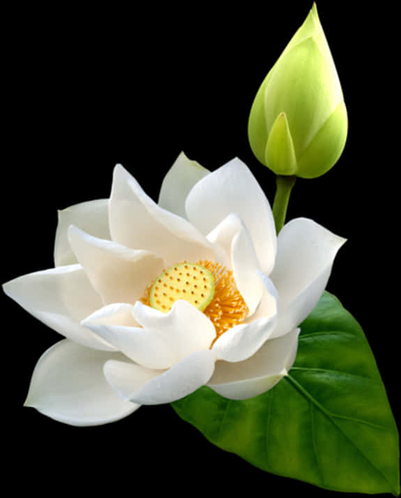 Blooming White Lotus Flower PNG