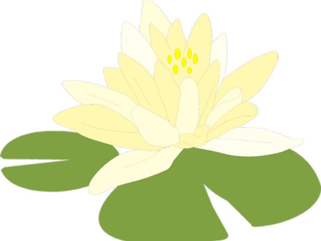 Blooming White Lotus Flower PNG