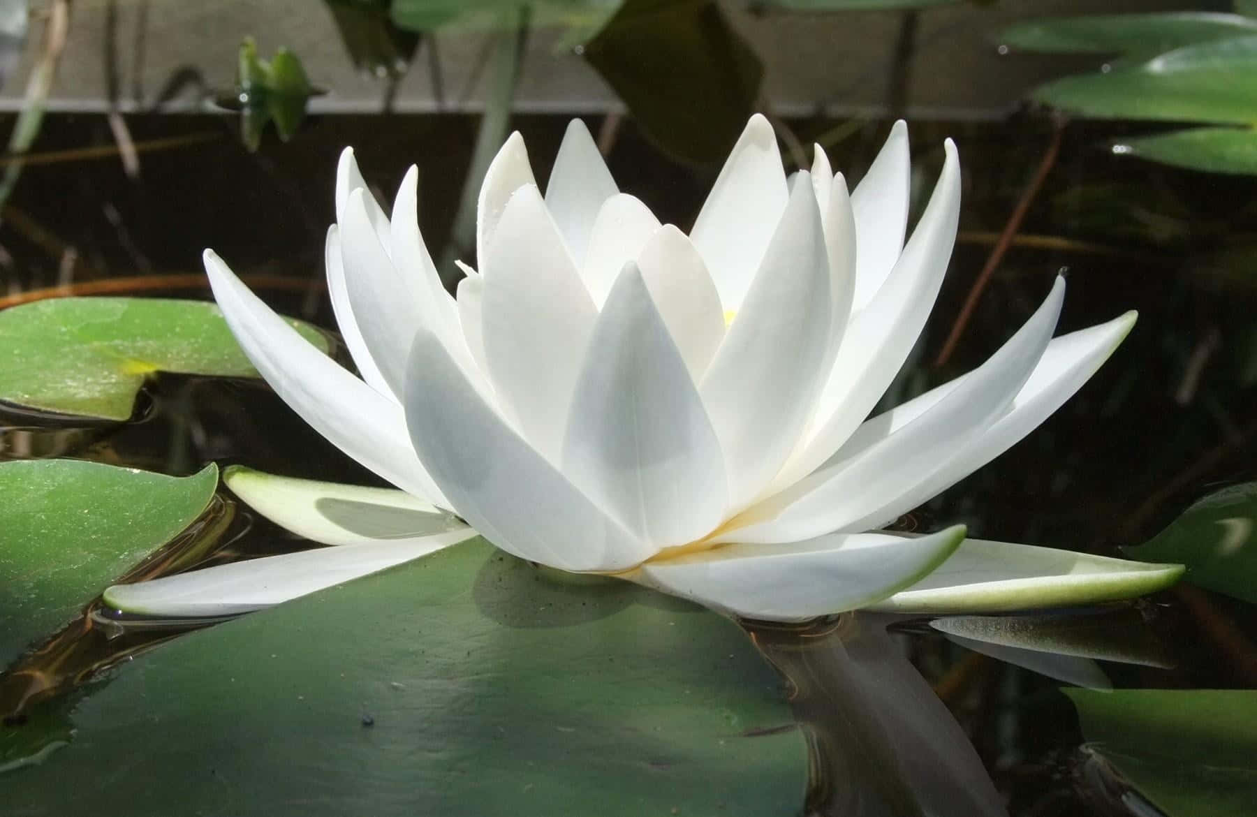 Blooming White Lotus Flower Wallpaper
