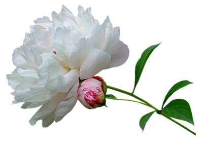 Blooming White Peony Flower PNG