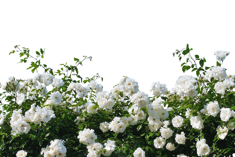 Blooming White Roses Garden Background PNG