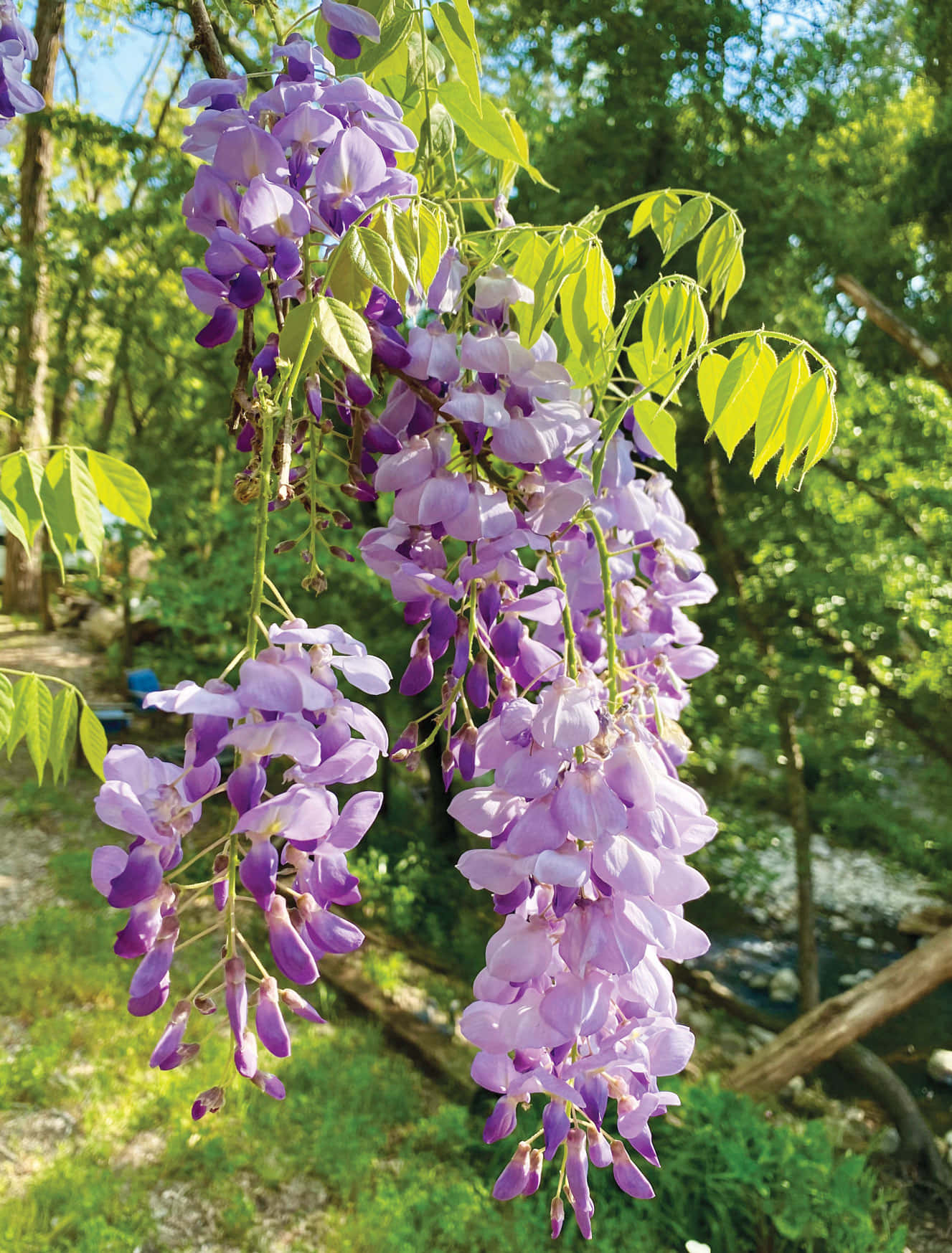 Bloeiende Wisteria Watervallen Achtergrond