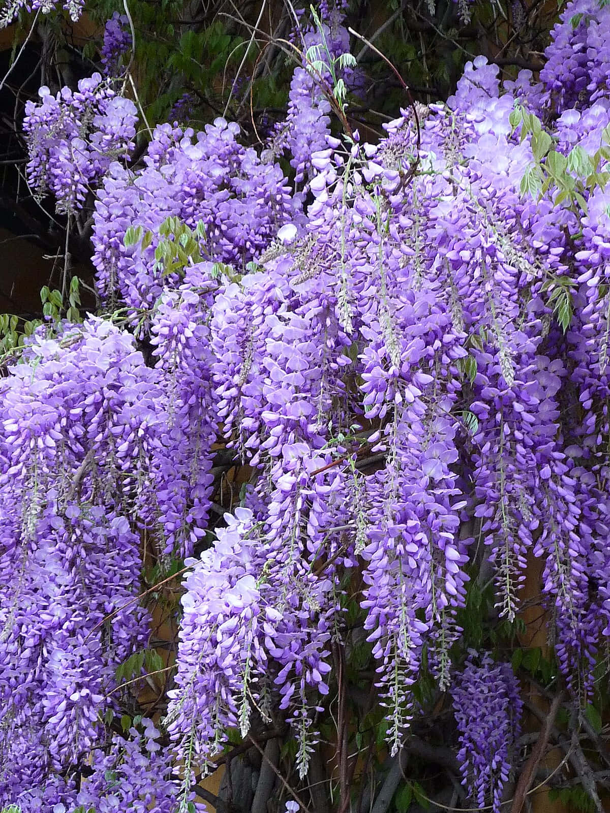 Blooming Wisteria Cascades Wallpaper