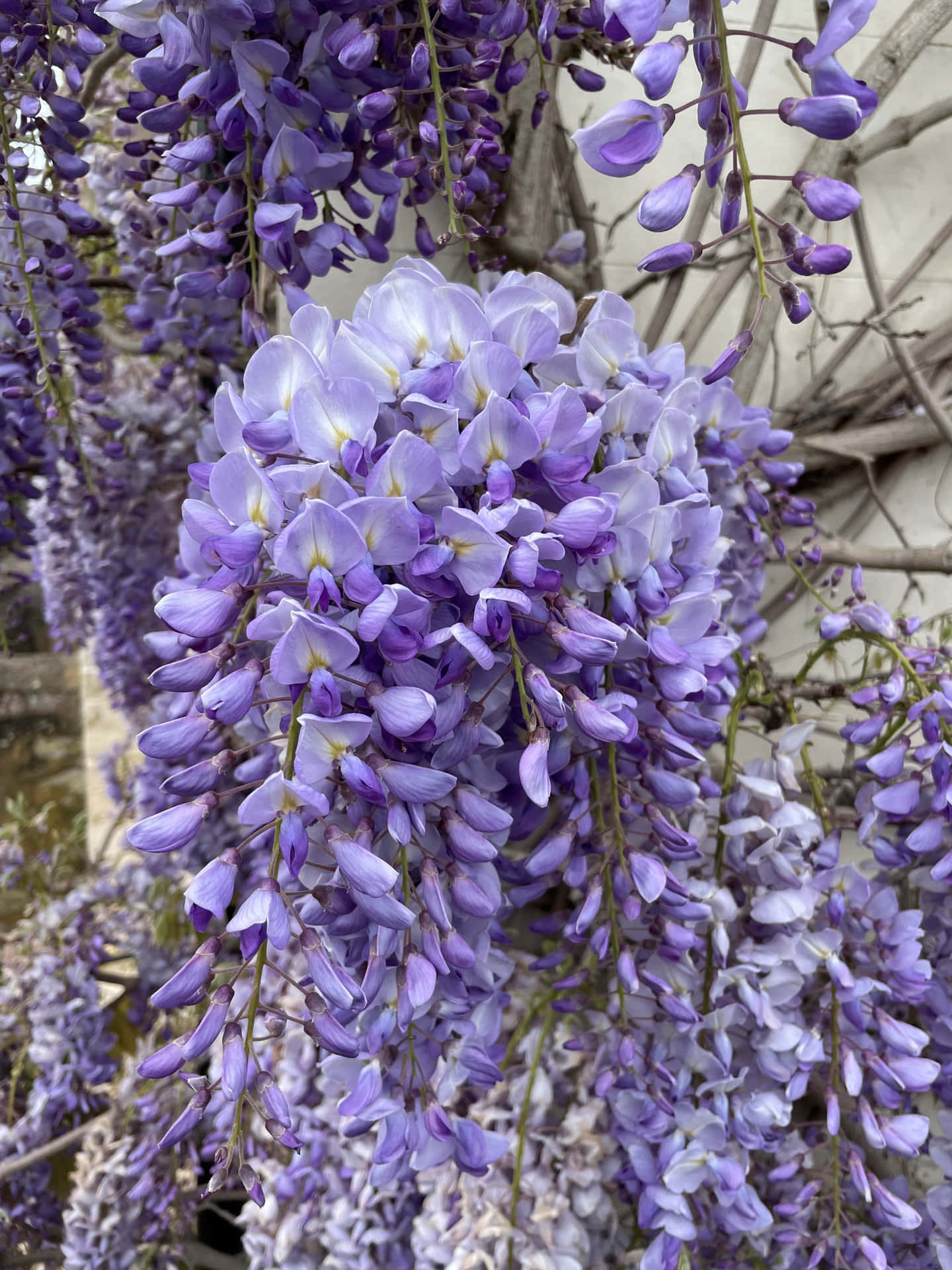 Blooming Wisteria Cascades Wallpaper