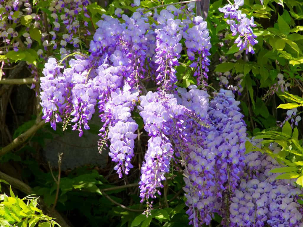 Bloeiende Wisteria Clusters.jpg Achtergrond