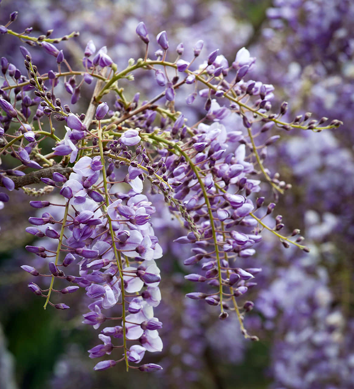 Blooming Wisteria Clusters.jpg Wallpaper