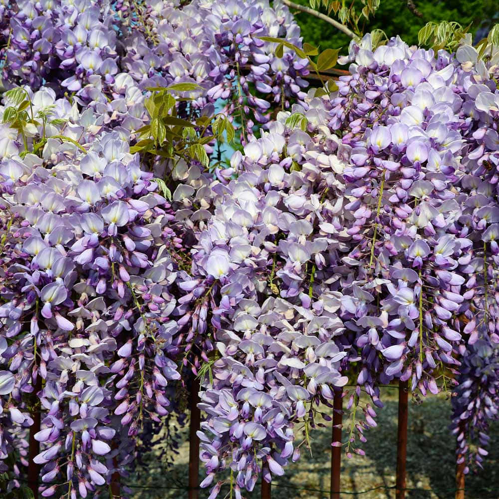 Blooming Wisteria Clusters.jpg Wallpaper