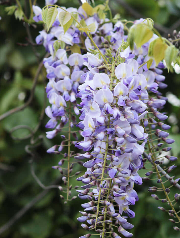 Blooming Wisteria Clusters.jpg Wallpaper