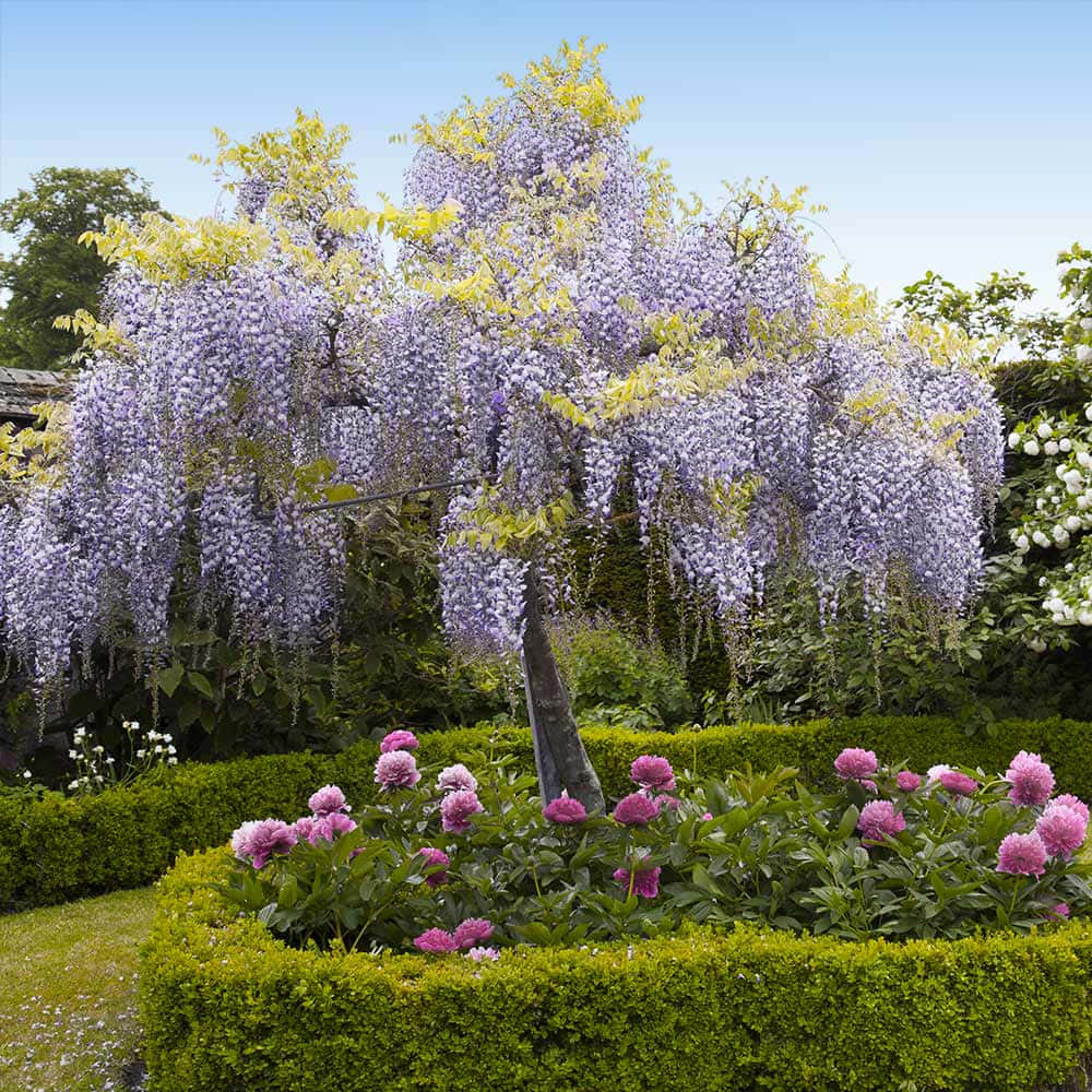 Blooming Wisteria Garden Scene Wallpaper