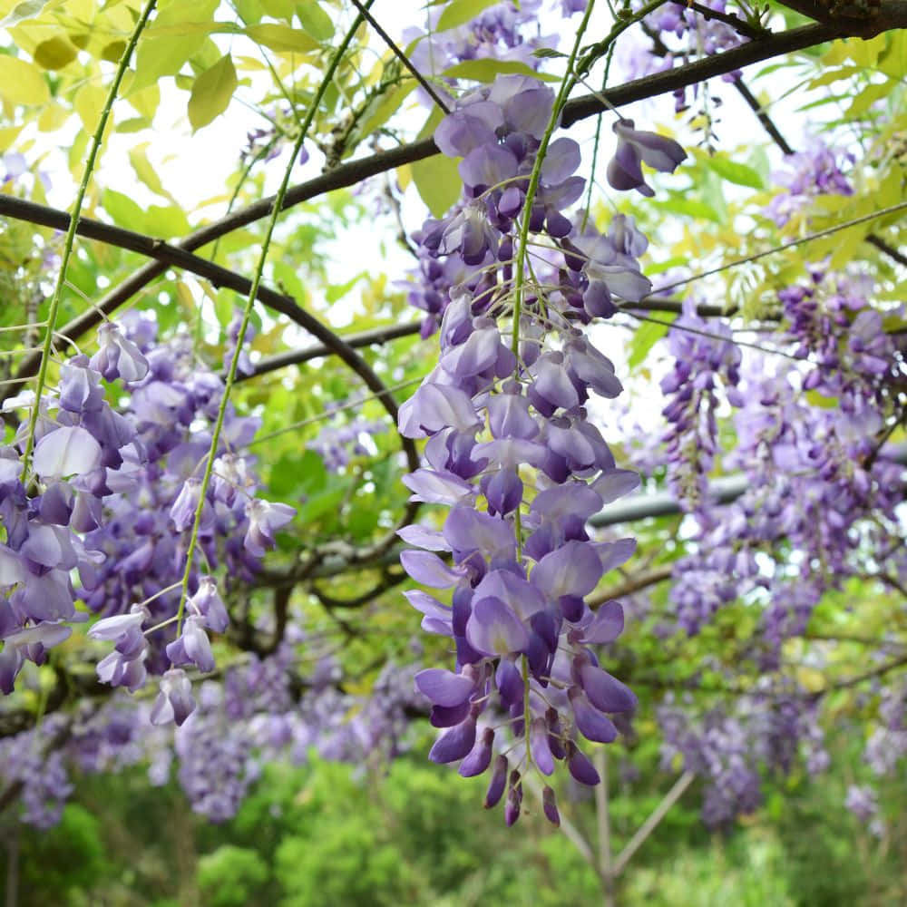 Blooming Wisteria Garden Trellis Wallpaper