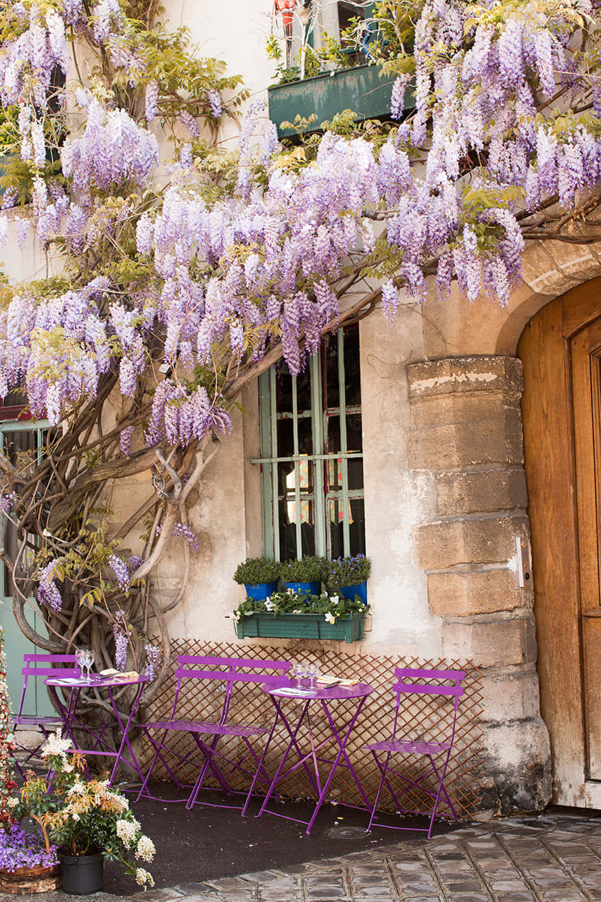 Bloeiende Wisteria Over Franse Café Setting Achtergrond