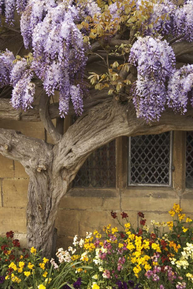 Blooming Wisteria Over Garden Wall Wallpaper