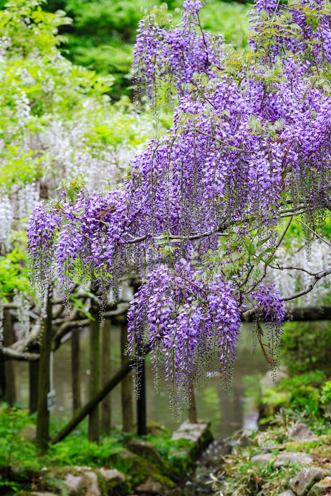 Blooming Wisteria Over Water Wallpaper