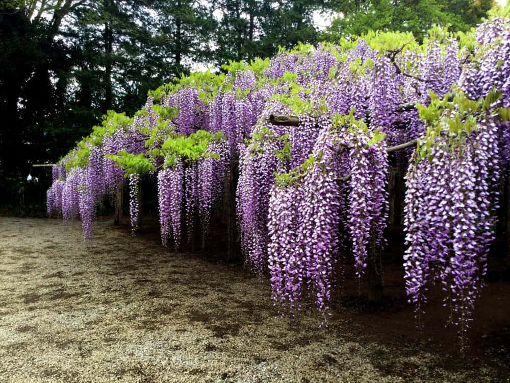 Blooming Wisteria Pergola Wallpaper