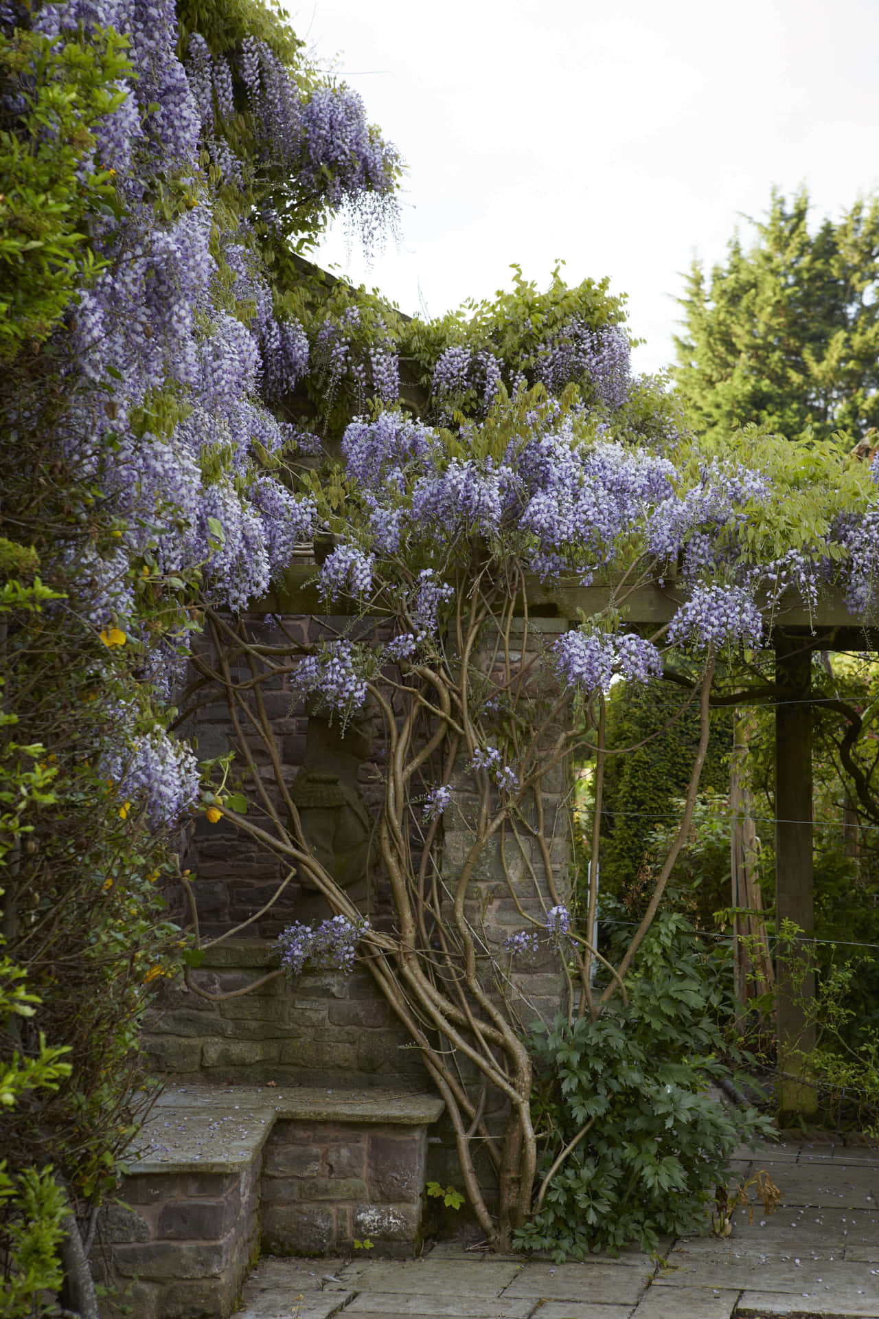 Bloeiende Wisteria Pergola Tuin Achtergrond