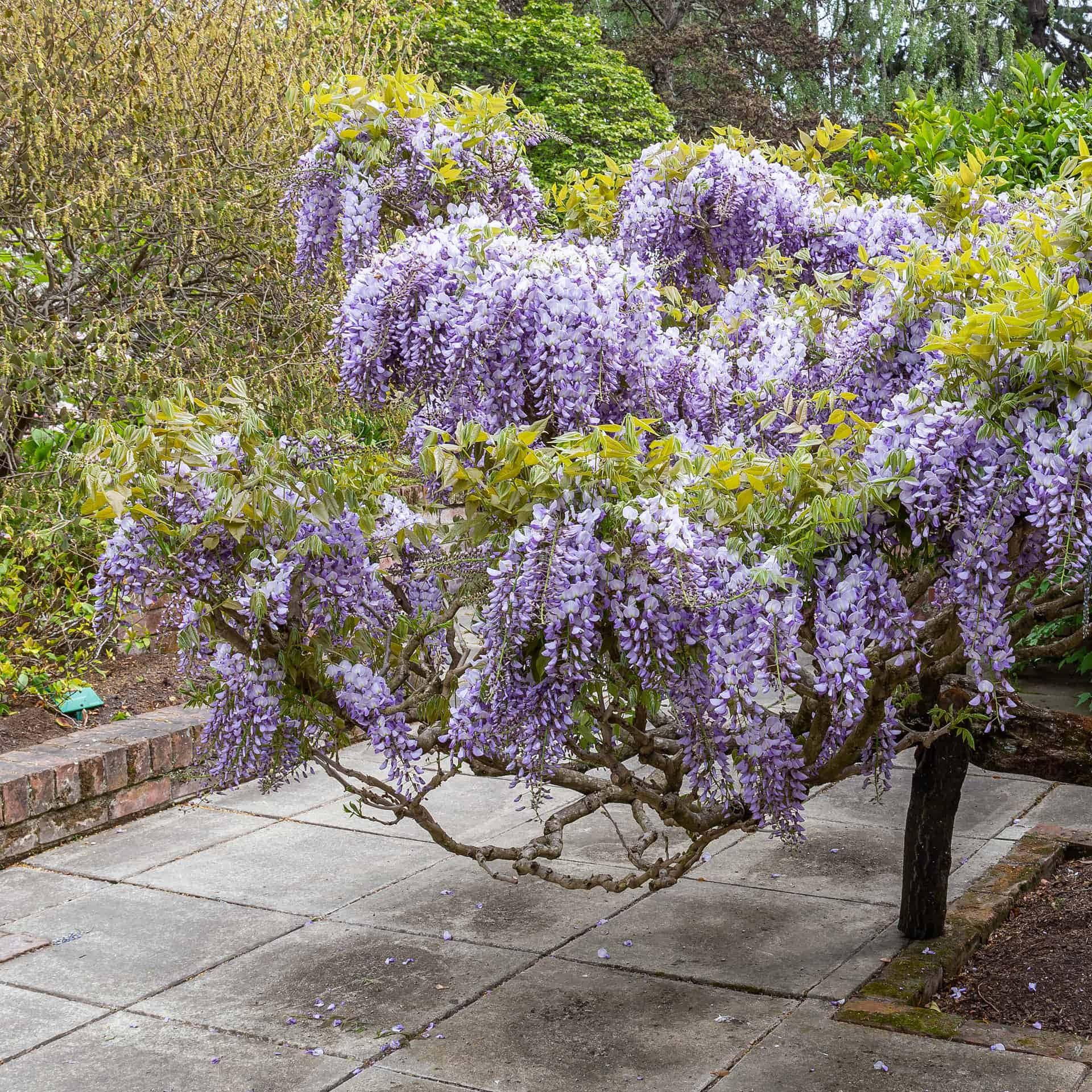 Bloeiende Wisteria In Tuin.jpg Achtergrond