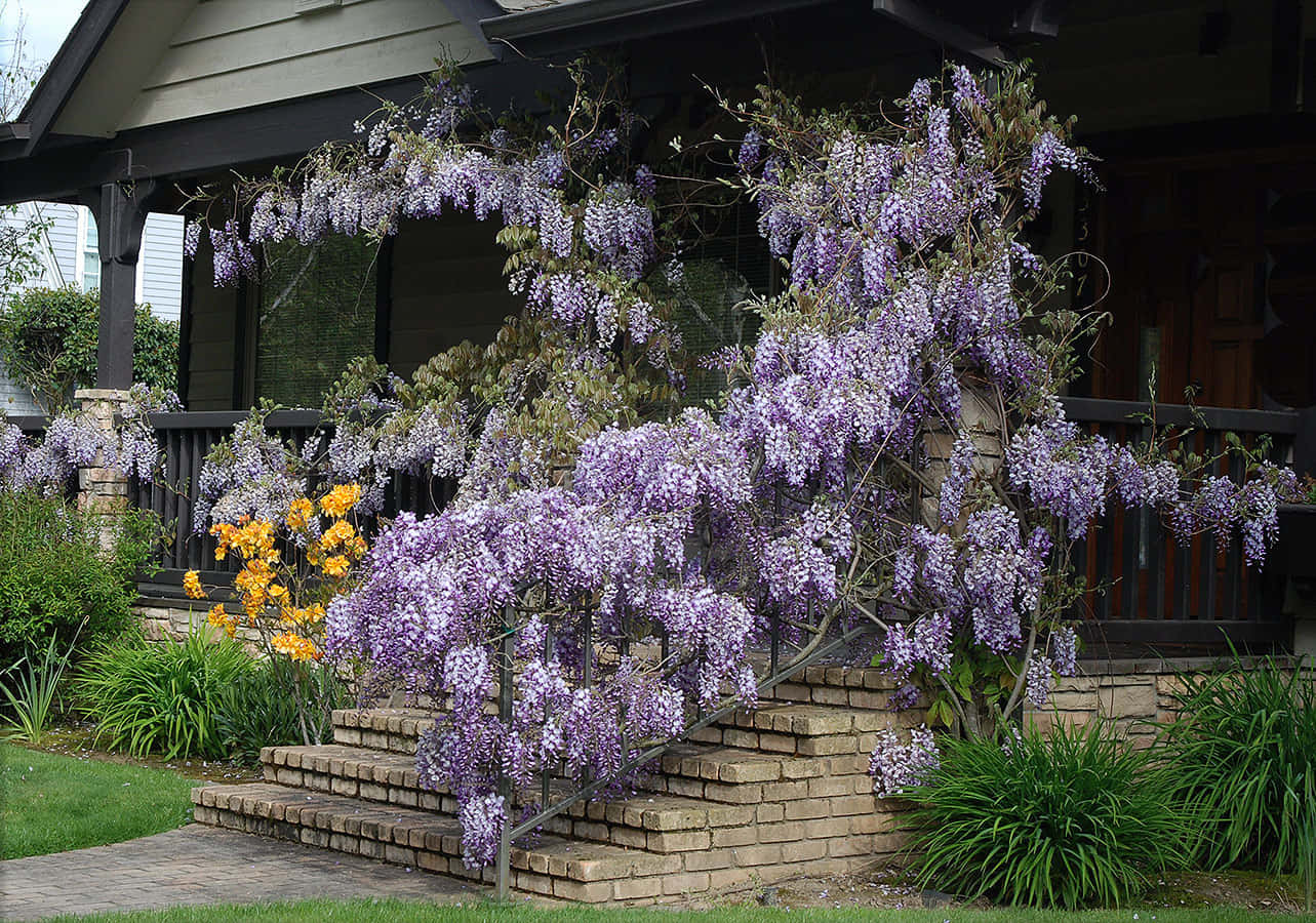 Blooming Wisteriaon Porch Stairs Wallpaper