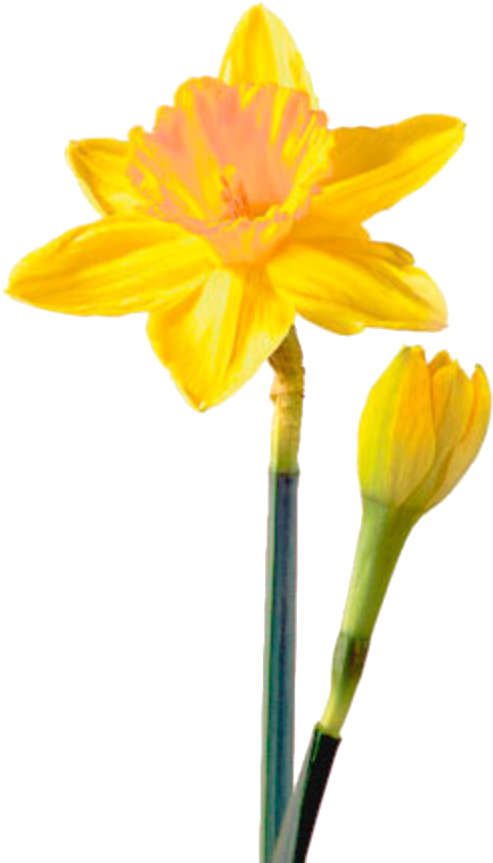 Blooming Yellow Daffodil Flower PNG