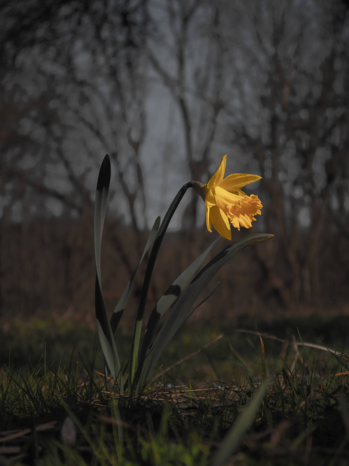 Blooming Yellow Daffodil Flower At Dusk