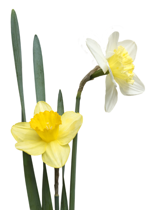 Download Blooming Yellow Narcissus Flowers | Wallpapers.com