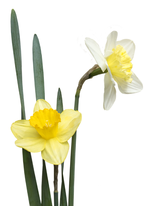 Blooming Yellow Narcissus Flowers PNG